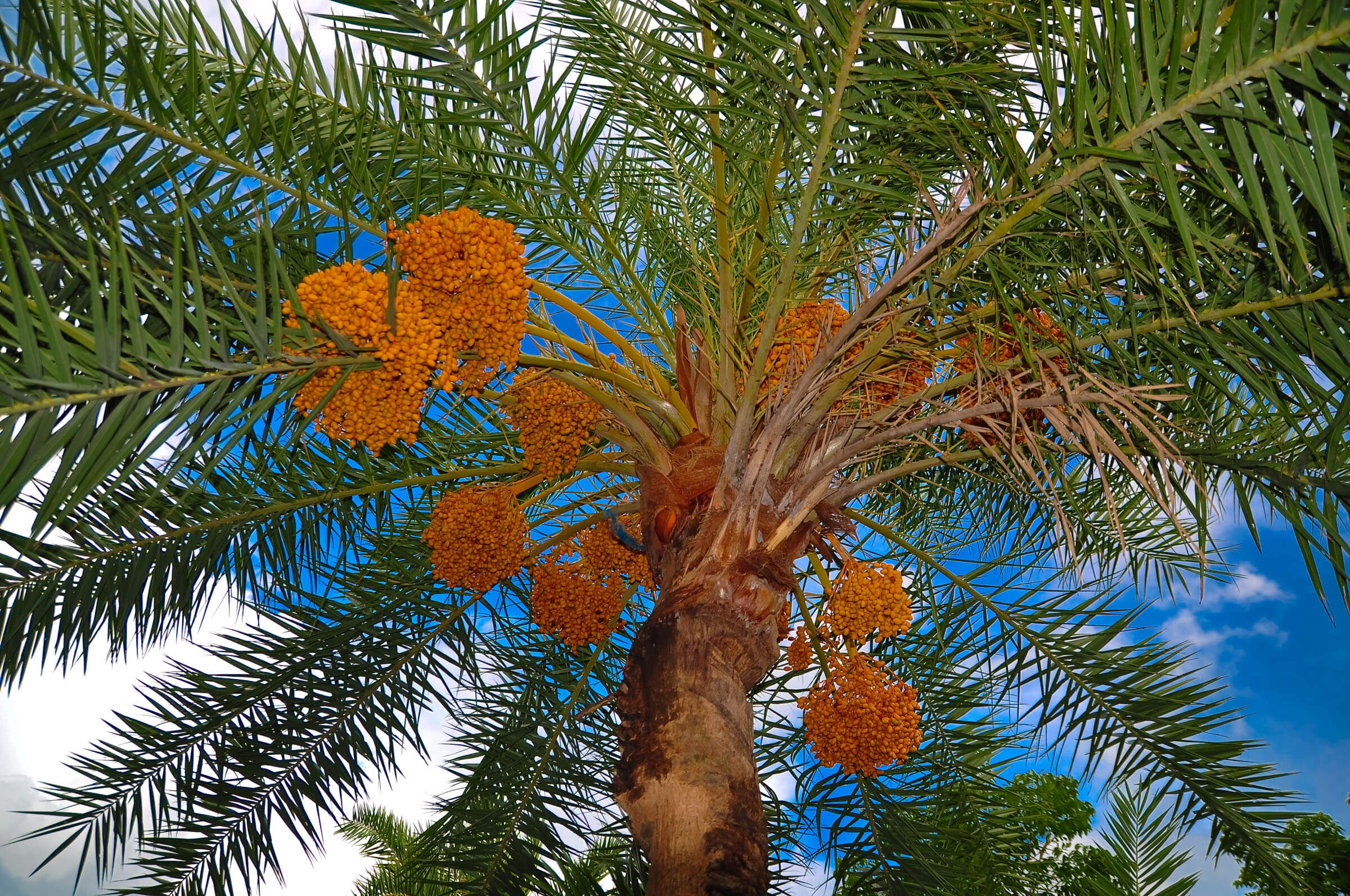 Date Palm Tree (Khajoor)