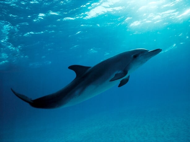 National Aquatic organisms of India - Dolphin