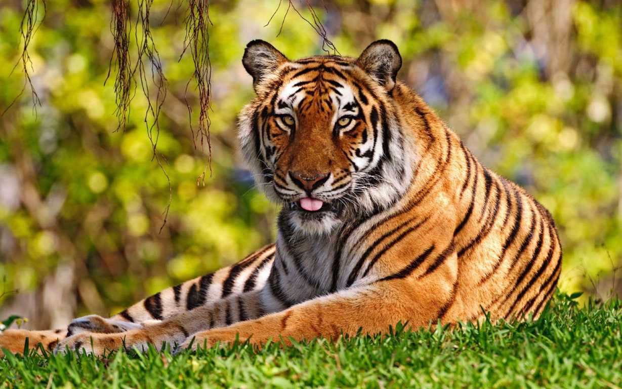 Uttarakhand Wildlife, Wildlife Sanctuaries, National parks and Conservation
