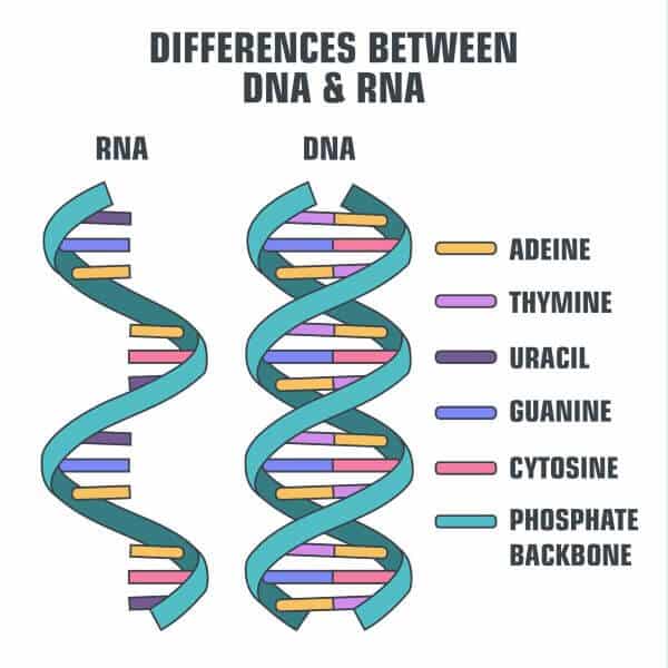 डीएनए और आरएनए में अंतर (Difference between DNA and RNA in hindi)