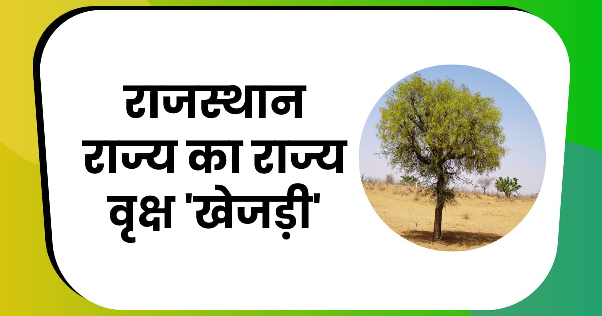राजस्थान राज्य का राज्य वृक्ष 'खेजड़ी'